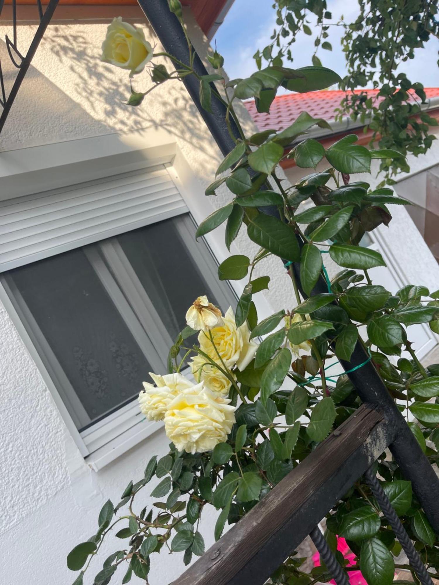 Valentina Apartman Balatonmáriafürdő Extérieur photo
